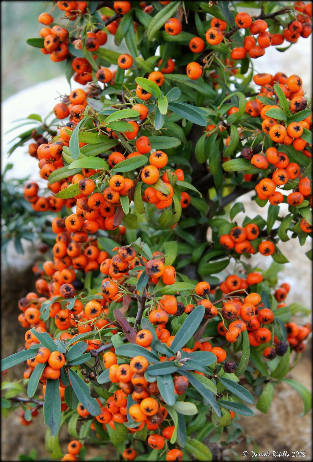 Pyracantha angustifolia